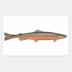 Adesivo Retangular Tiger Trout