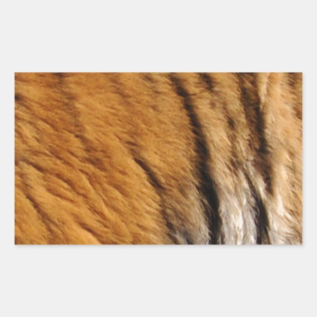 Adesivo Retangular Tigre-Stripes-Big Cat Wildlife (Frente)