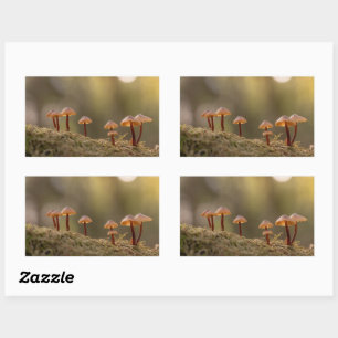 Adesivo Retangular Tiny Mushroom Nature Foto