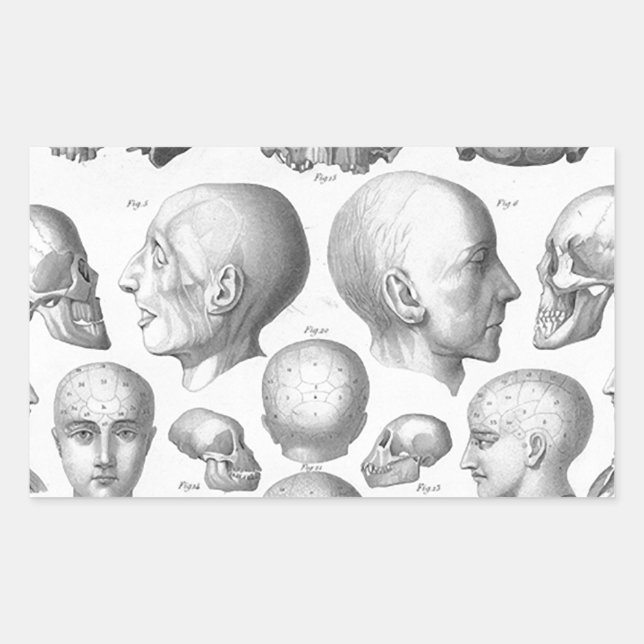 Adesivo Retangular Tipos de Caveira (Frente)