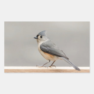 Adesivo Retangular Titmouse tufado