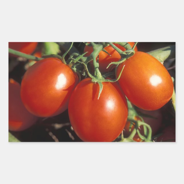 Adesivo Retangular Tomates Vermelhos (Frente)