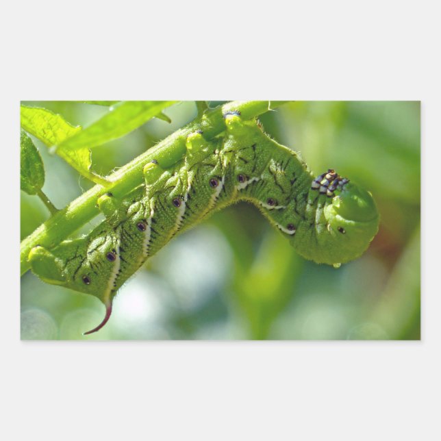 Adesivo Retangular Tomato Hornworm (Frente)