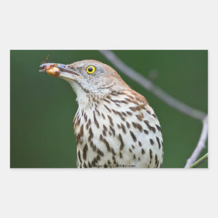 Adesivo Retangular Tordo-castanho c/ Roupas de Presentes do Dia