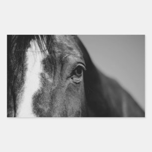 Adesivo Retangular Trabalho de arte de Olhos de Cavalo Branco Negro