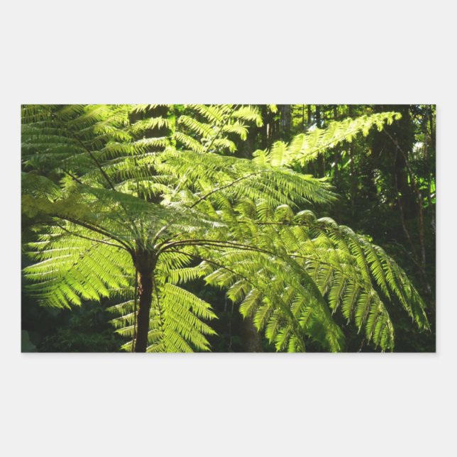 Adesivo Retangular Tree Fern na Floresta Tropical (Frente)