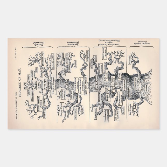 Adesivo Retangular "Tree of Life" - Ilustração 1859 de Ernst Haeckel (Frente)