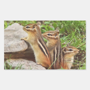 Adesivo Retangular Três Chipmunks do bebê