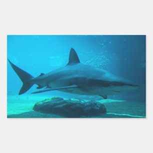 Adesivo Retangular Tubarão-donegro (Carcharhinus Obscurus), Ushaka