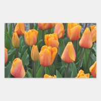 Tulipas laranja lindas
