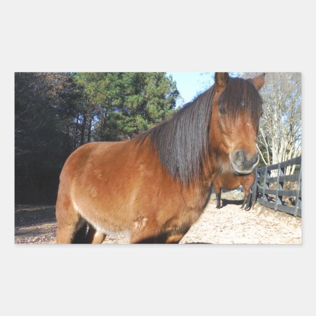 Adesivo Retangular Turquesa do pônei castanho (Frente)
