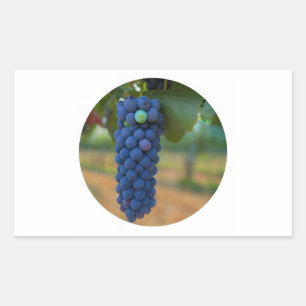 Adesivo Retangular Um aglomerado de Uvas Roxas Frescas