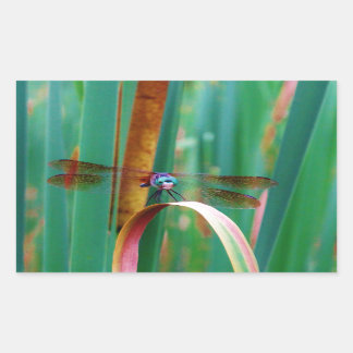 Adesivo Retangular Um Dragonfly de Olhos Vermelhos com cattails