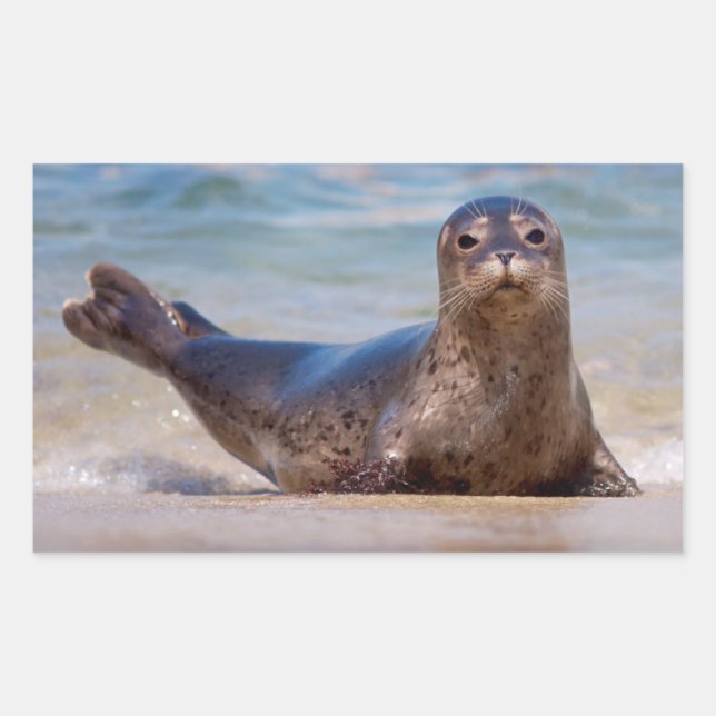 Adesivo Retangular Uma foca em uma praia ao longo da Costa do Pacífic (Frente)