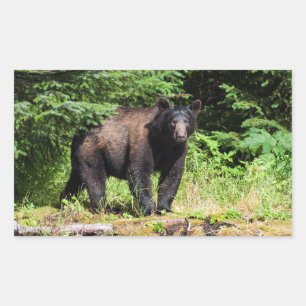 Adesivo Retangular Urso Negro Alfa