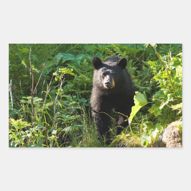 Adesivo Retangular Urso Preto Curioso (Frente)