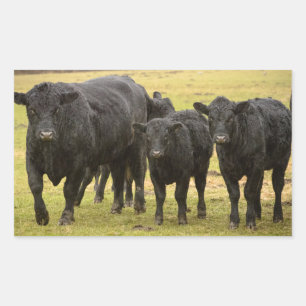 Adesivo Retangular Vacas na chuva