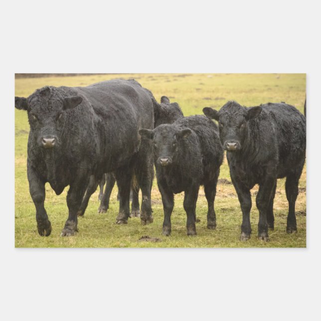 Adesivo Retangular Vacas na chuva (Frente)