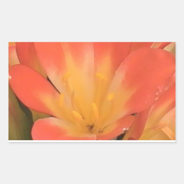 Adesivo Retangular Vinheta-adesivo (Frente)