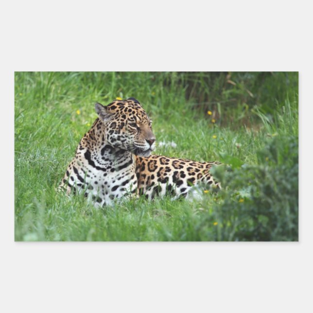 Adesivo Retangular Vinheta Jaguar (Frente)