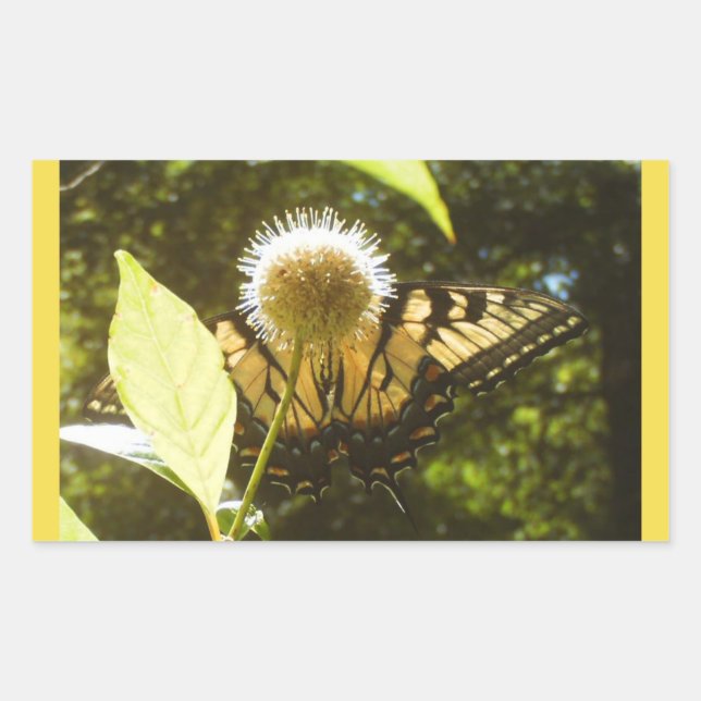 Adesivo Retangular Vinheta Monarca Amarela (Frente)