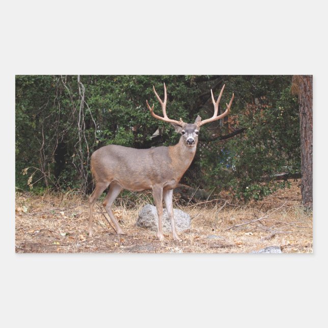 Adesivo Retangular Vinheta Retângulo de Cerveja (Frente)