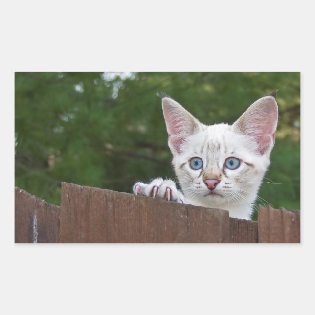 Adesivo Retangular Vinheta Retângulo de Gato Branco Savana (Frente)