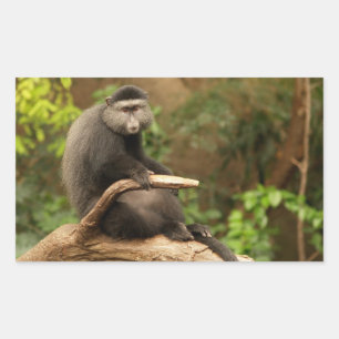 Adesivo Retangular Vinheta Retângulo Macaco