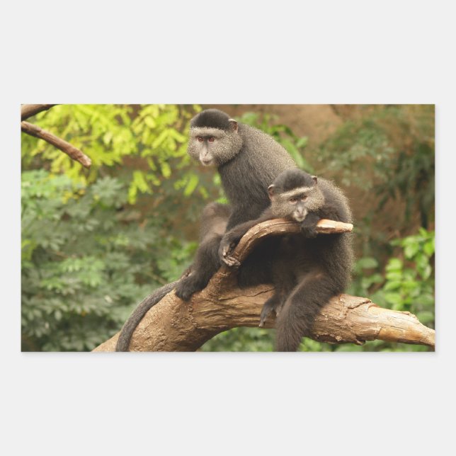 Adesivo Retangular Vinheta Retângulo Macaco (Frente)