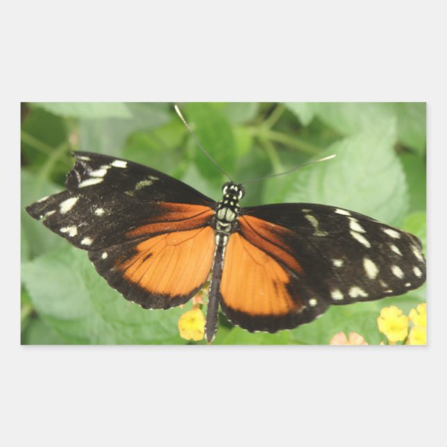 Adesivo Retangular Vinhetas de Borboleta de Tigre Longwing (Frente)