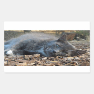 Adesivo Retangular Vinhetas de Gato Bronzeado