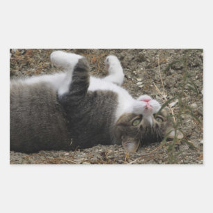Adesivo Retangular Vinhetas de Retângulo do Gatinho para Baixo