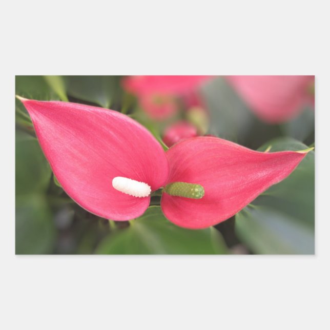 Adesivo Retangular Vinhetas - Gêmeos de Anthurium Vermelho (Frente)