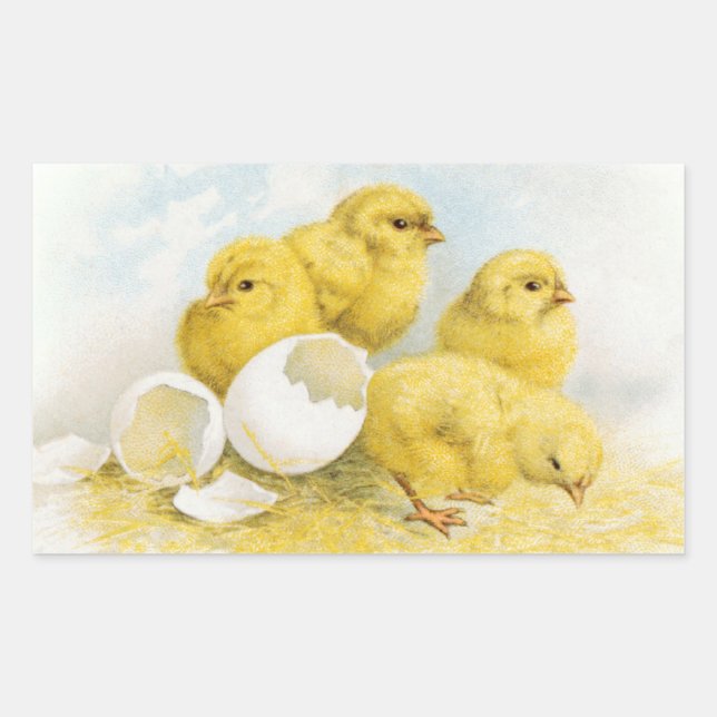 Adesivo Retangular Vintage Baby Chickens (Frente)