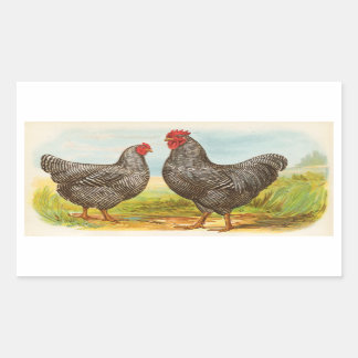 Adesivo Retangular Vintage Barred Plymouth Rock Chickens Stickers