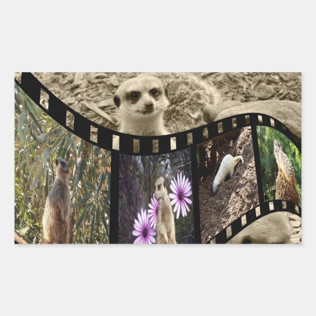 Adesivo Retangular Vintage Meerkat Photo Strip, (Frente)