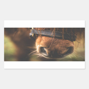 Adesivo Retangular Vista de um Nariz de Cavalo Marrom