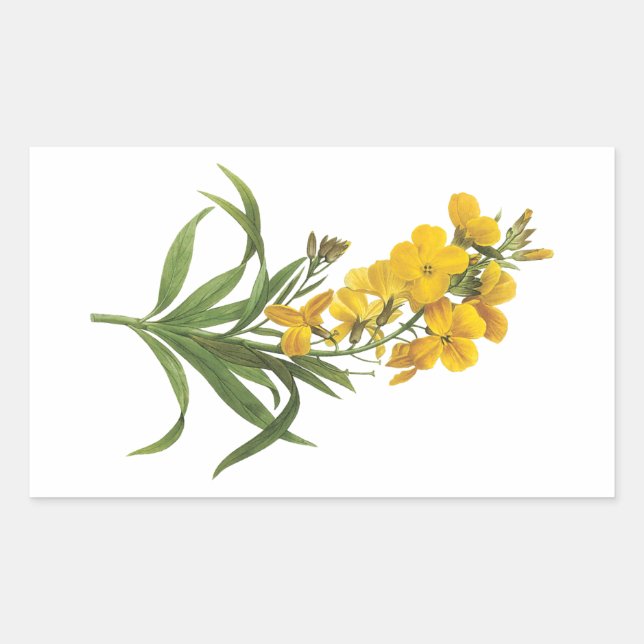 Adesivo Retangular wallflower(Cheiranthus flavus) por Redouté (Frente)