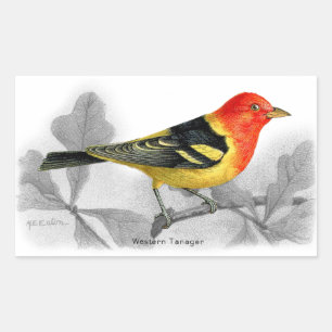 Adesivo Retangular Western Tanager