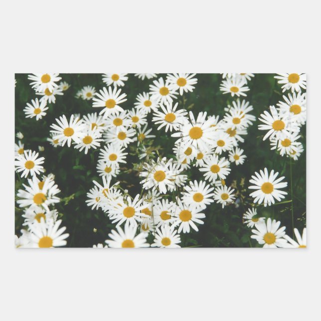 Adesivo Retangular White Oxeye Daisy Meadow (Frente)