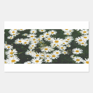 Adesivo Retangular White Oxeye Daisy Meadow