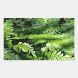 Adesivo Retangular Woodland Primavera Green Ferns