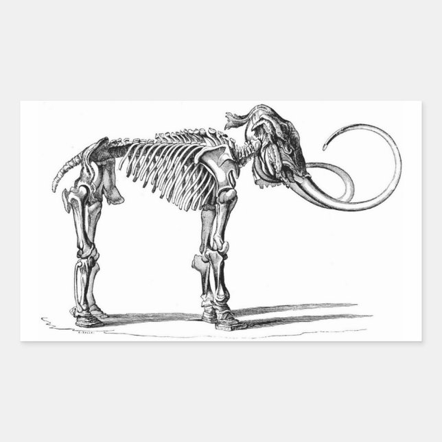 Adesivo Retangular Wooly Mammoth (Frente)