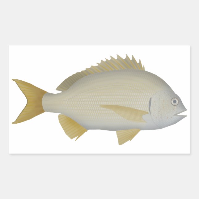 Adesivo Retangular Yellowfin Bream (Frente)