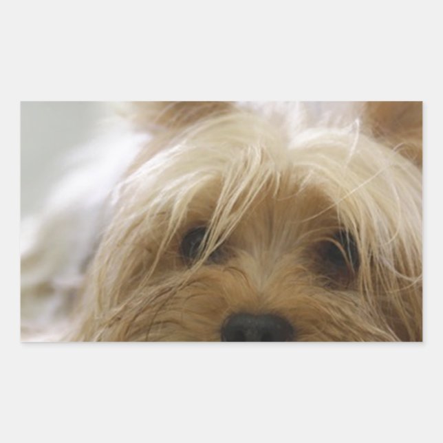 Adesivo Retangular Yorkshire terrier flat.png (Frente)