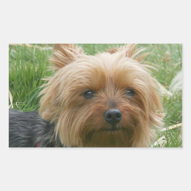 Adesivo Retangular Yorkshire Terrier Stickers (Frente)