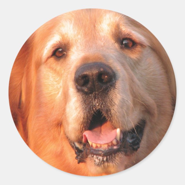 Adesivo Retriever de ouro (Frente)
