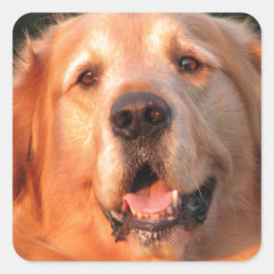 Adesivo Retriever de ouro
