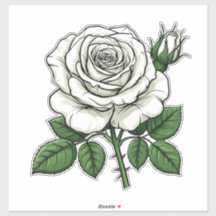 Rosa Branca Brilhante