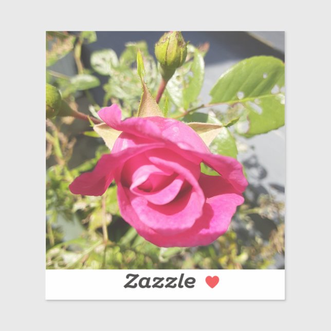Adesivo Rosa Rosa #2 (Folha)